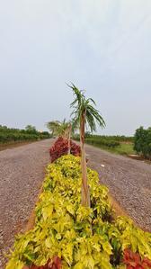 Image of 10000 Sq.ft Residential Plot / Land for sale in Datrenga, Raipur for Rs. 7000000