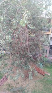 Image of 550 Sq.ft 2 BHK Independent House for rent in Hari Nagar, New Delhi for Rs. 12500