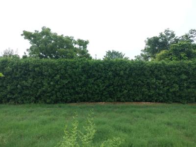 Image of 125 Sq.ft Residential Plot / Land for sale in Mansha Oaks, Sector 98, Faridabad for Rs. 13800000
