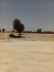 Image of 1175 Sq.ft Residential Plot / Land for sale in AIIMS Enclave II, Netra, Jodhpur for Rs. 1450000