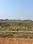 Patrapoda Plot View 2