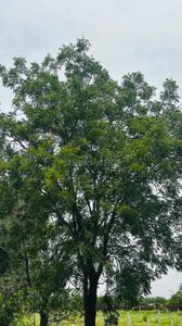 Image of 6000 Sq.ft Residential Plot / Land for sale in Paridhi Nidhivan Farm, Tatibandh, Raipur for Rs. 2850000