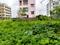 Action Area 2 Plot View 2