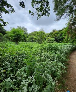 Image of 517 Sq.ft Residential Plot / Land for sale in Raysan, Gandhinagar for Rs. 35000000