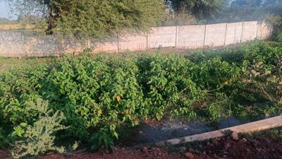 Image of 1000 Sq.ft Residential Plot / Land for sale in Surtalai, Jabalpur for Rs. 1500000