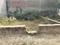 Bijnor road Lucknow  Main Image 1