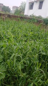 Image of 1361 Sq.ft Residential Plot / Land for sale in Hasanpura, Patna for Rs. 4800000