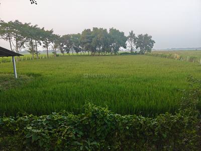 Image of 21600 Sq.ft Residential Plot / Land for sale in Galsi, Bardhaman for Rs. 200000