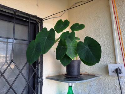 Balcony Image of 700 Sq.ft 2 BHK Apartment / Flat for rent in Suyog Leher, Kondhwa Pune for Rs. 24000