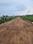 Hathin Plot View 2