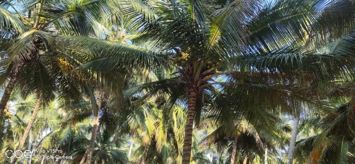 Kinathukadavu Main Image 1