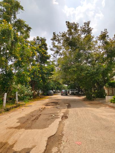 Coconut Garden Main Image 1