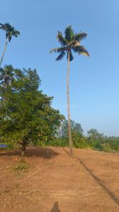 Image of 2200 Sq.ft Residential Plot / Land for sale in Irinjalakuda, Thrissur for Rs. 300000