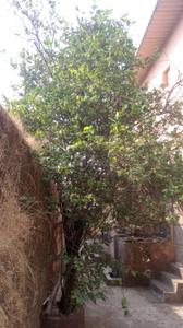 Image of 10985 Sq.ft 10 BHK Independent House for sale in Igatpuri, Nashik for Rs. 15000000