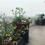 Omaxe The Forest Spa Balcony 1