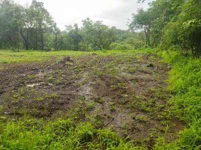 Image of 81675 Sq.ft Residential Plot / Land for sale in Murbad, Thane for Rs. 9500080