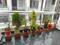 Balcony Image of Yashi pg in Nijampur Malhaur, Lucknow