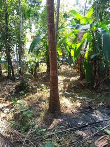 Image of 7832 Sq.ft Residential Plot / Land for sale in Villiappally, Kozhikode for Rs. 4860000