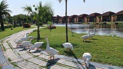 Image of 900 Sq.ft Residential Plot / Land for sale in Chaksu, Jaipur for Rs. 170000