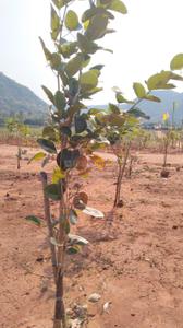 Image of 100 Sq.ft Residential Plot / Land for sale in Bhogapuram, Visakhapatnam for Rs. 600000