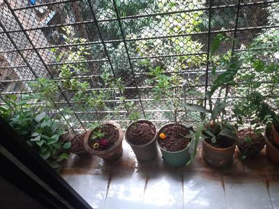 Balcony Image of 450 Sq.ft 1 BHK Apartment / Flat for sale in Shanti Star Shanti Vidya Nagri, Mira Road East Mira Bhayandar for Rs. 5100000