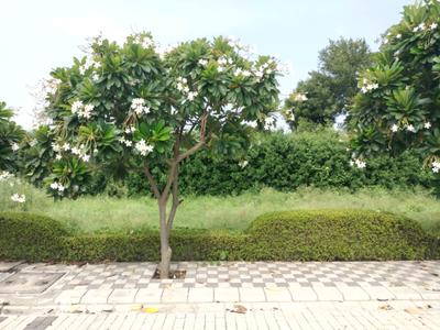 Image of 125 Sq.ft Residential Plot / Land for sale in Mansha Oaks, Sector 98, Faridabad for Rs. 13750000