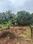 Pernem Main Image 1