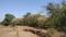 Mango farm Plot View 2