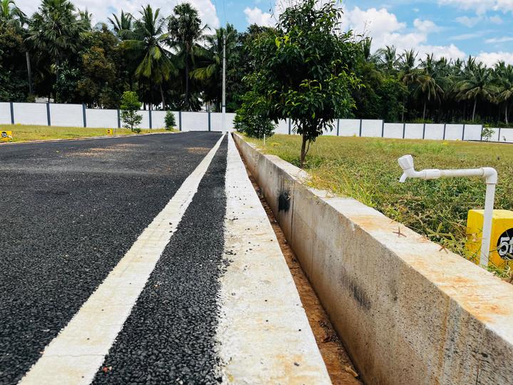 RR Oak Tree Main Image 1