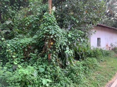 Image of 1264 Sq.ft Residential Plot / Land for sale in Panjim, Goa for Rs. 50000000