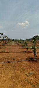 Image of 13000 Sq.ft Residential Plot / Land for sale in Konalai, Tiruchirappalli for Rs. 1250000