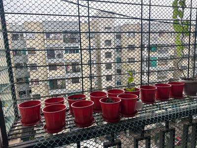 Balcony Image of 915 Sq.ft 2 BHK Apartment / Flat for rent in Laabham Residency, Pipliyahana Indore for Rs. 15000