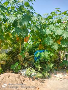 Image of 1416 Sq.ft Residential Plot / Land for sale in Jakhoda, Agra for Rs. 3600000