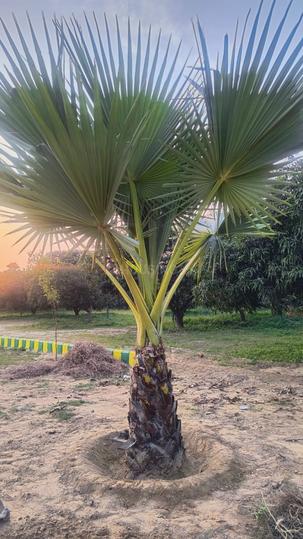 Ramchora Main Image 1