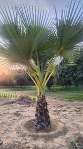 Ramchora Plot View 1