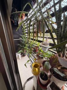 Balcony Image of Single occupancy  in Chembur, Mumbai