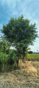 Image of 200 Sq.ft Residential Plot / Land for sale in Dokiparru, Guntur for Rs. 1100000