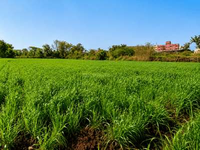 Image of 2189 Sq.ft Residential Plot / Land for sale in Punawale, Pune for Rs. 5900000