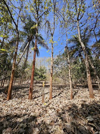 Kadakola Main Image 1