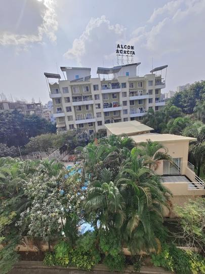 Alcon acacia Main Image 1