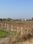 Sarde Plot View 2