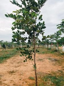 Image of 2400 Sq.ft Residential Plot / Land for sale in Vengal, Chennai for Rs. 900000