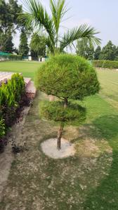 Image of 9072 Sq.ft Residential Plot / Land for sale in Dkrrish Alaska Farms, Nagla Nagli, Noida for Rs. 8500000
