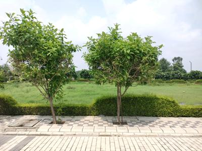 Image of 1269 Sq.ft Residential Plot / Land for sale in Mansha Oaks, Sector 98, Faridabad for Rs. 18750000