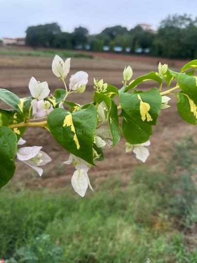 BRAJ HERITAGE CITY GOVERDHAN Main Image 1