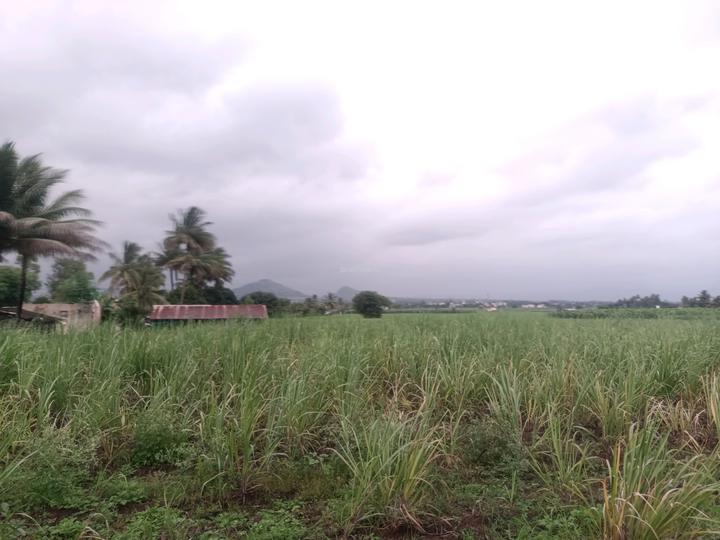 Palaspa, Panvel Main Image 1