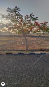 Image of 1200 Sq.ft Residential Plot / Land for sale in Tarfile, Gulbarga for Rs. 1500000