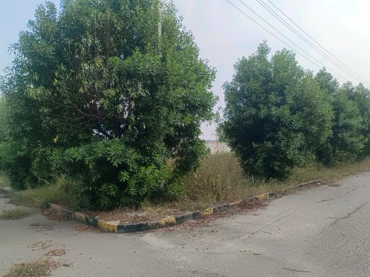 Devender Colony Plot View 1