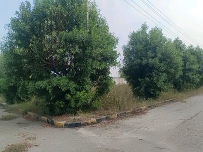Devender Colony Plot View 1