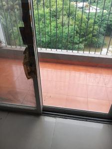 Balcony Image of 680 Sq.ft 2 BHK Apartment / Flat for rent in TCG The Cliff Garden Apartments, Hinjawadi Phase 3 Pune for Rs. 23000